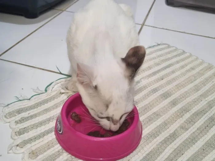 Gato ra a SRD-ViraLata idade 2 a 6 meses nome Pétala 