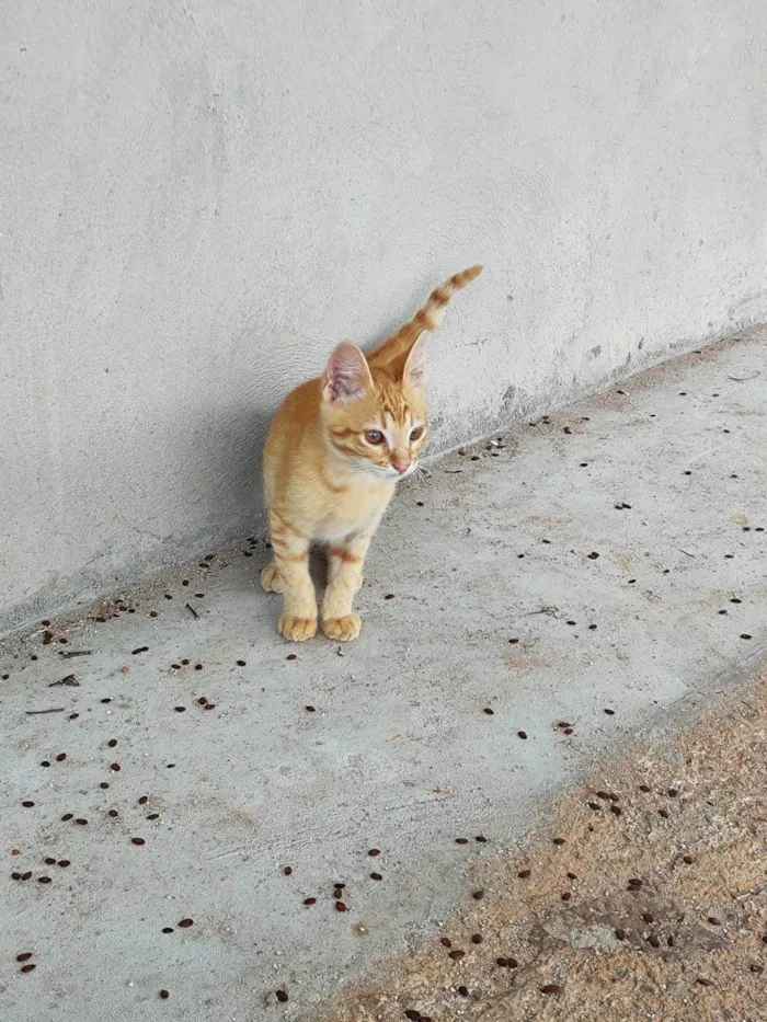 Gato ra a SRD-ViraLata idade 2 a 6 meses nome Laranjinha