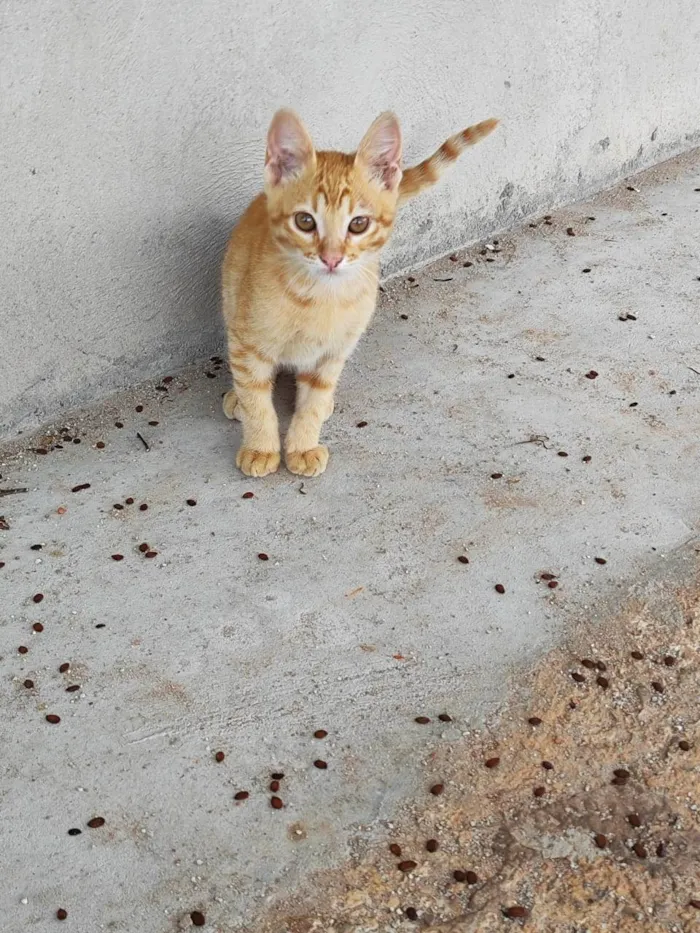 Gato ra a SRD-ViraLata idade 2 a 6 meses nome Laranjinha