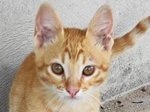 Gato raça SRD-ViraLata idade 2 a 6 meses nome Laranjinha