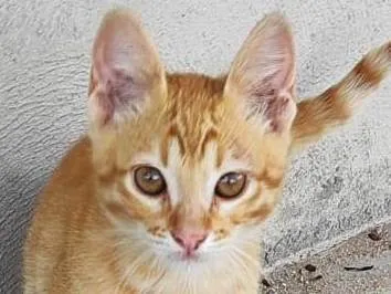 Gato ra a SRD-ViraLata idade 2 a 6 meses nome Laranjinha