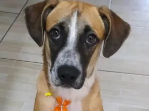 Cachorro raça SRD-ViraLata idade 1 ano nome Max