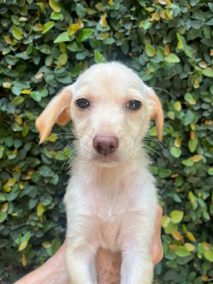 Cachorro ra a SRD-ViraLata idade 2 a 6 meses nome Ana Paula 