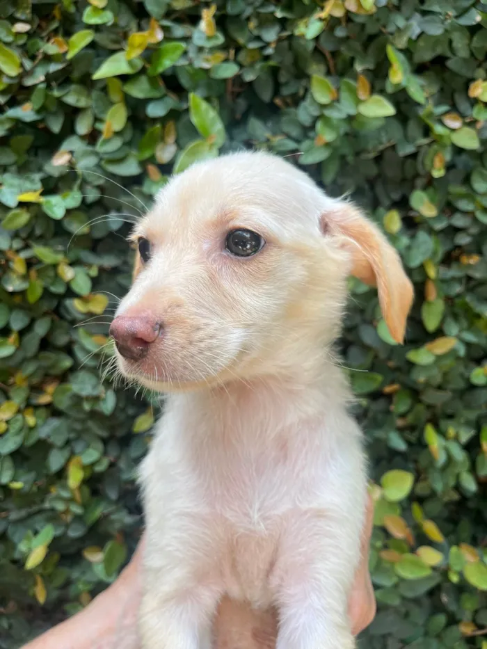 Cachorro ra a SRD-ViraLata idade 2 a 6 meses nome Ana Paula 
