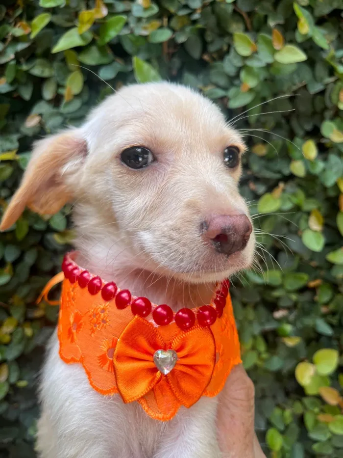 Cachorro ra a SRD-ViraLata idade 2 a 6 meses nome Ana Paula 