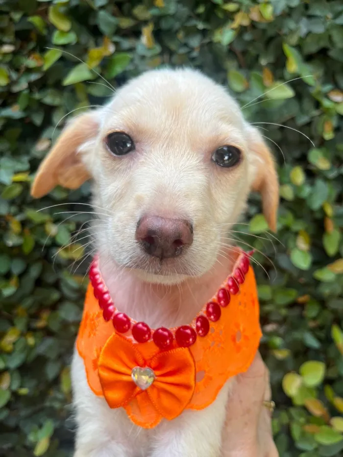 Cachorro ra a SRD-ViraLata idade 2 a 6 meses nome Ana Paula 