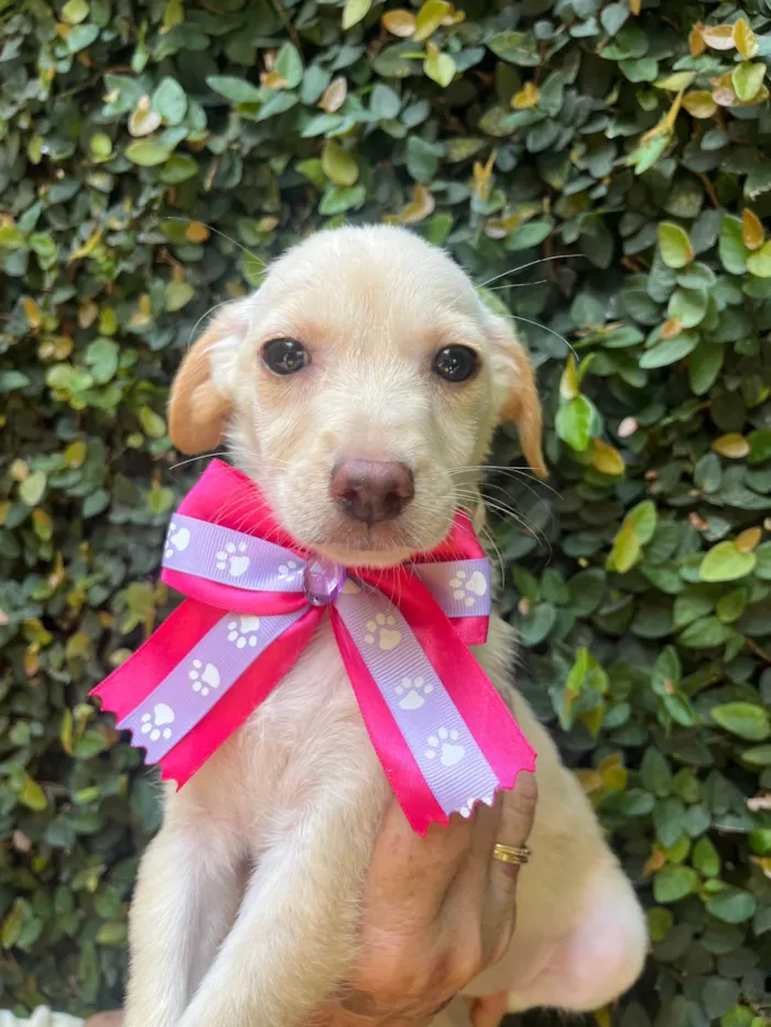 Cachorro ra a SRD-ViraLata idade 2 a 6 meses nome Ana Paula 