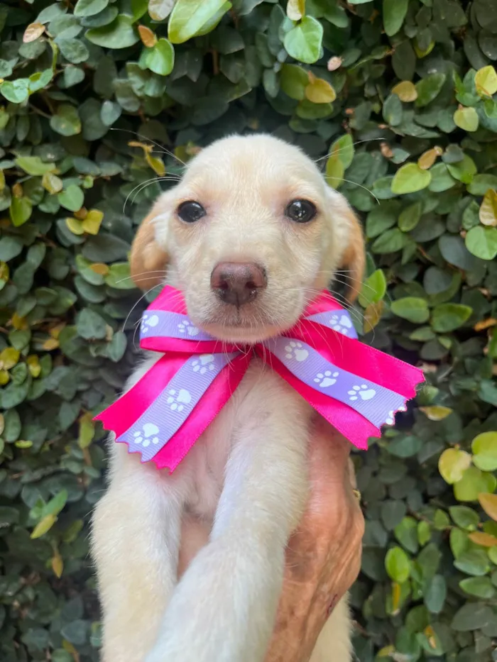 Cachorro ra a SRD-ViraLata idade 2 a 6 meses nome Ana Paula 