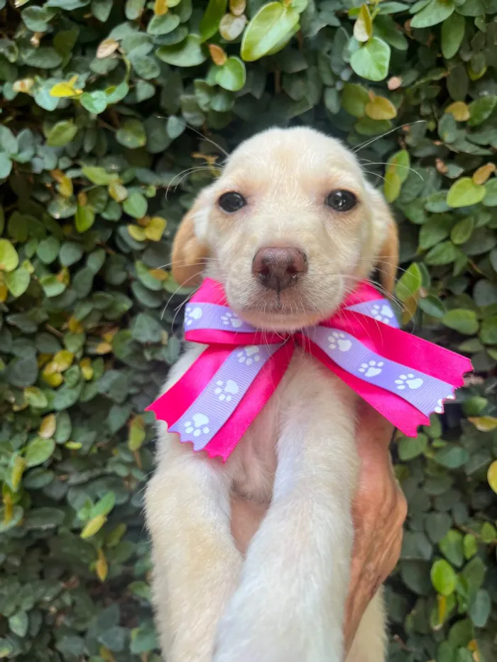 Cachorro ra a SRD-ViraLata idade 2 a 6 meses nome Ana Paula 