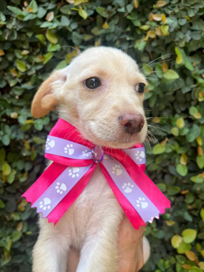 Cachorro ra a SRD-ViraLata idade 2 a 6 meses nome Ana Paula 