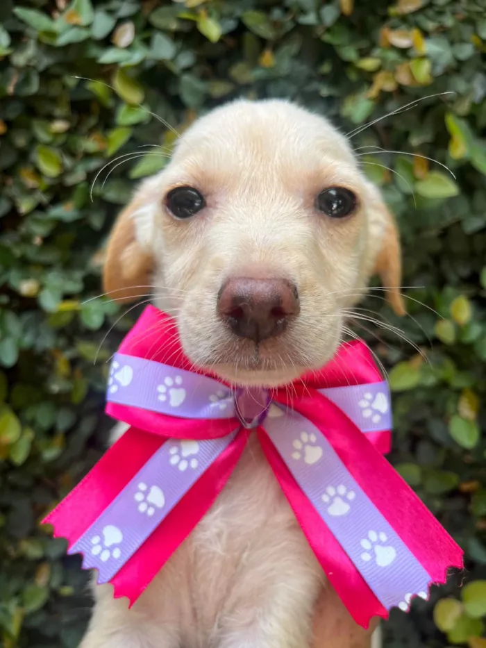 Cachorro ra a SRD-ViraLata idade 2 a 6 meses nome Ana Paula 