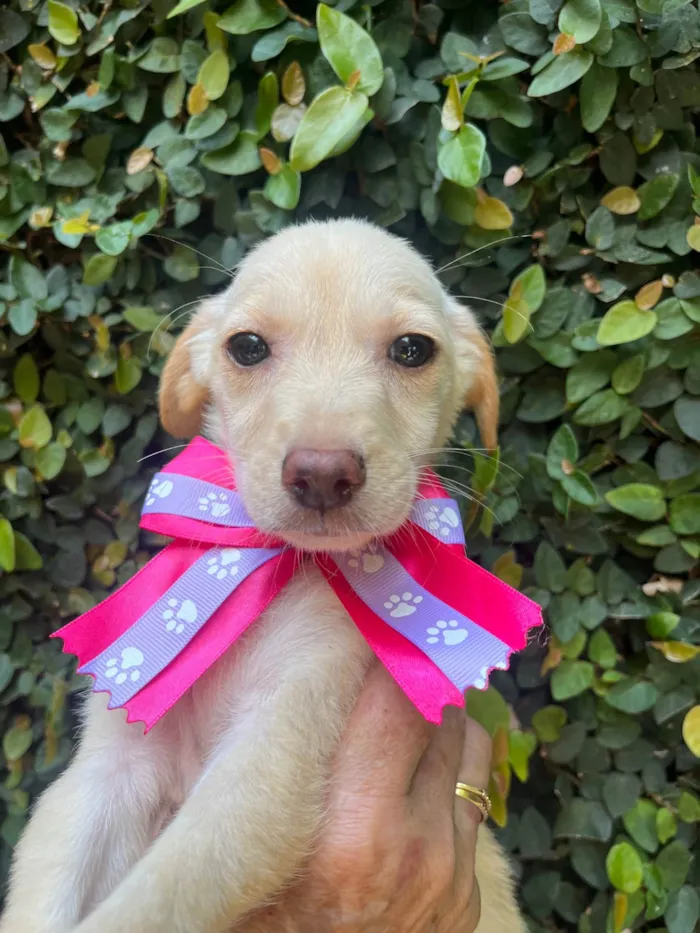 Cachorro ra a SRD-ViraLata idade 2 a 6 meses nome Ana Paula 