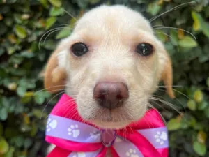 Cachorro raça SRD-ViraLata idade 2 a 6 meses nome Ana Paula 