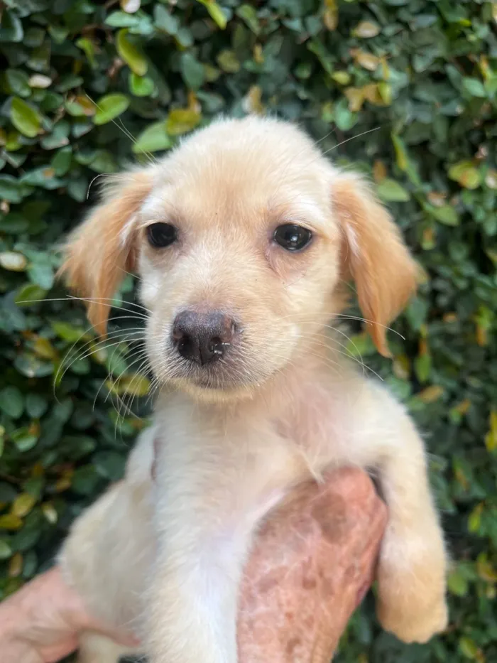 Cachorro ra a SRD-ViraLata idade 2 a 6 meses nome Ana Rosa