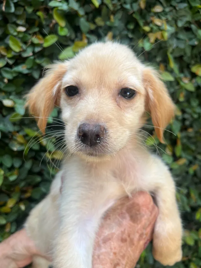 Cachorro ra a SRD-ViraLata idade 2 a 6 meses nome Ana Rosa
