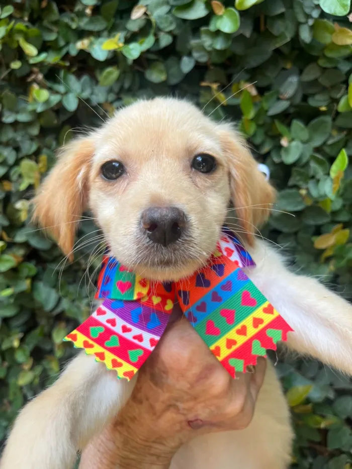 Cachorro ra a SRD-ViraLata idade 2 a 6 meses nome Ana Rosa