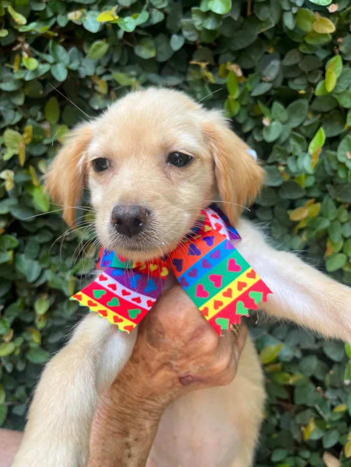Cachorro ra a SRD-ViraLata idade 2 a 6 meses nome Ana Rosa