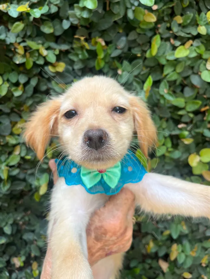 Cachorro ra a SRD-ViraLata idade 2 a 6 meses nome Ana Rosa