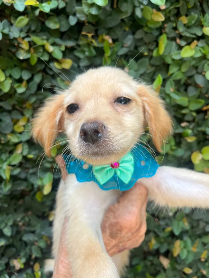 Cachorro ra a SRD-ViraLata idade 2 a 6 meses nome Ana Rosa