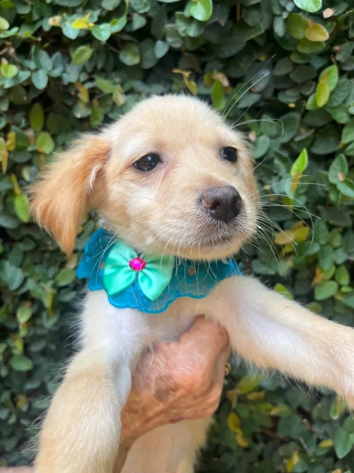 Cachorro ra a SRD-ViraLata idade 2 a 6 meses nome Ana Rosa