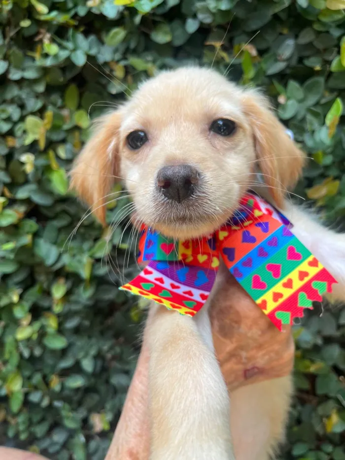 Cachorro ra a SRD-ViraLata idade 2 a 6 meses nome Ana Rosa