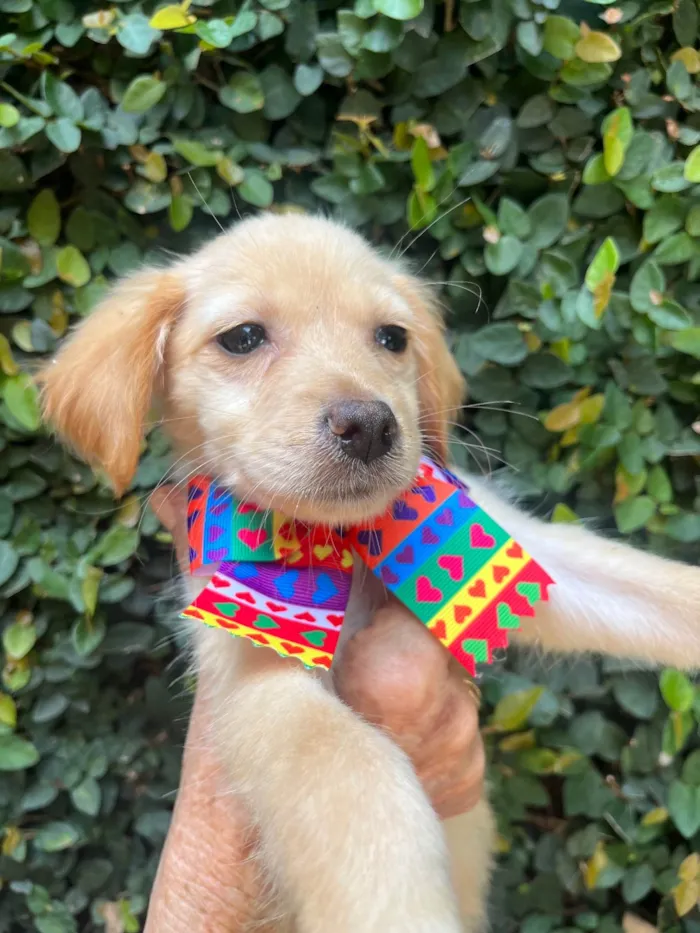 Cachorro ra a SRD-ViraLata idade 2 a 6 meses nome Ana Rosa