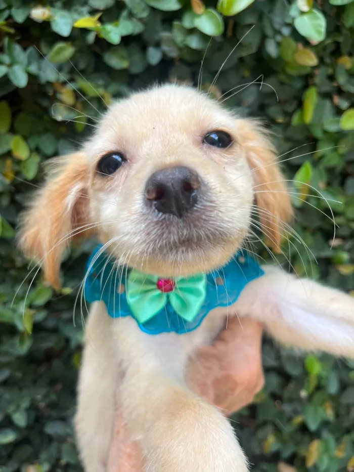 Cachorro ra a SRD-ViraLata idade 2 a 6 meses nome Ana Rosa