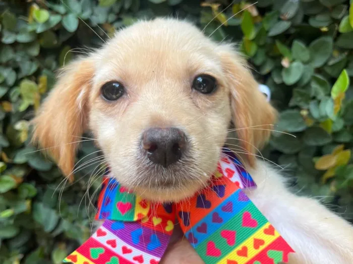 Cachorro ra a SRD-ViraLata idade 2 a 6 meses nome Ana Rosa