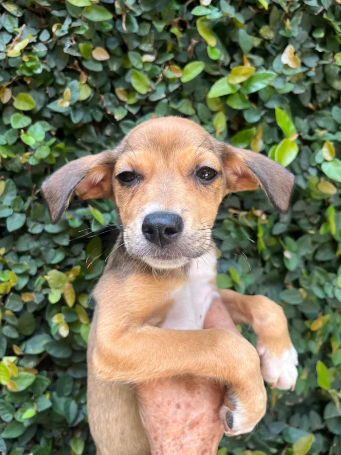 Cachorro ra a SRD-ViraLata idade 2 a 6 meses nome Ana Rita
