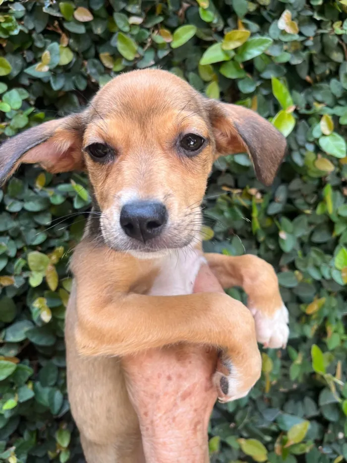 Cachorro ra a SRD-ViraLata idade 2 a 6 meses nome Ana Rita