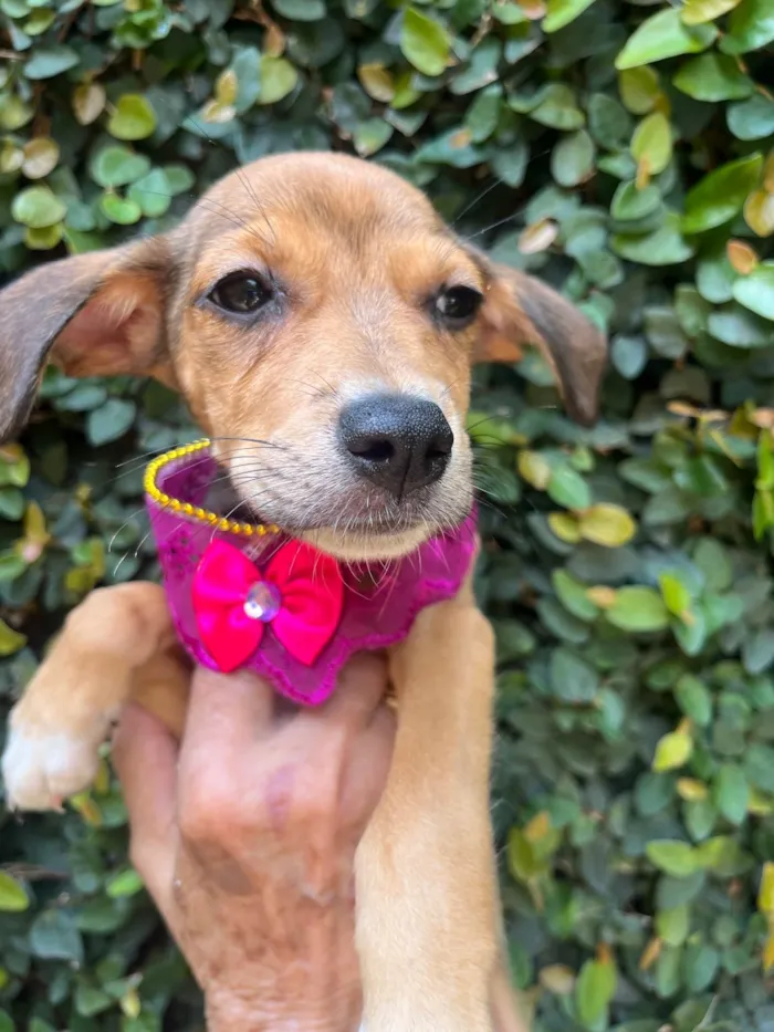 Cachorro ra a SRD-ViraLata idade 2 a 6 meses nome Ana Rita
