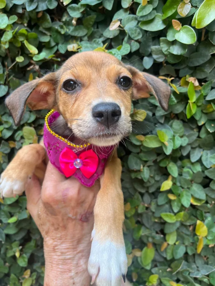 Cachorro ra a SRD-ViraLata idade 2 a 6 meses nome Ana Rita