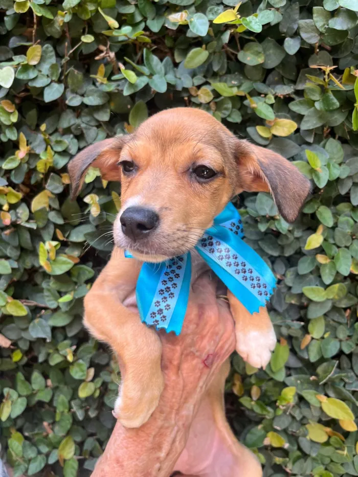 Cachorro ra a SRD-ViraLata idade 2 a 6 meses nome Ana Rita