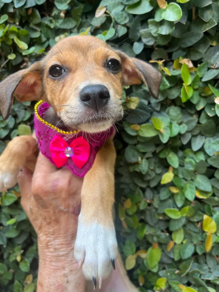 Cachorro ra a SRD-ViraLata idade 2 a 6 meses nome Ana Rita