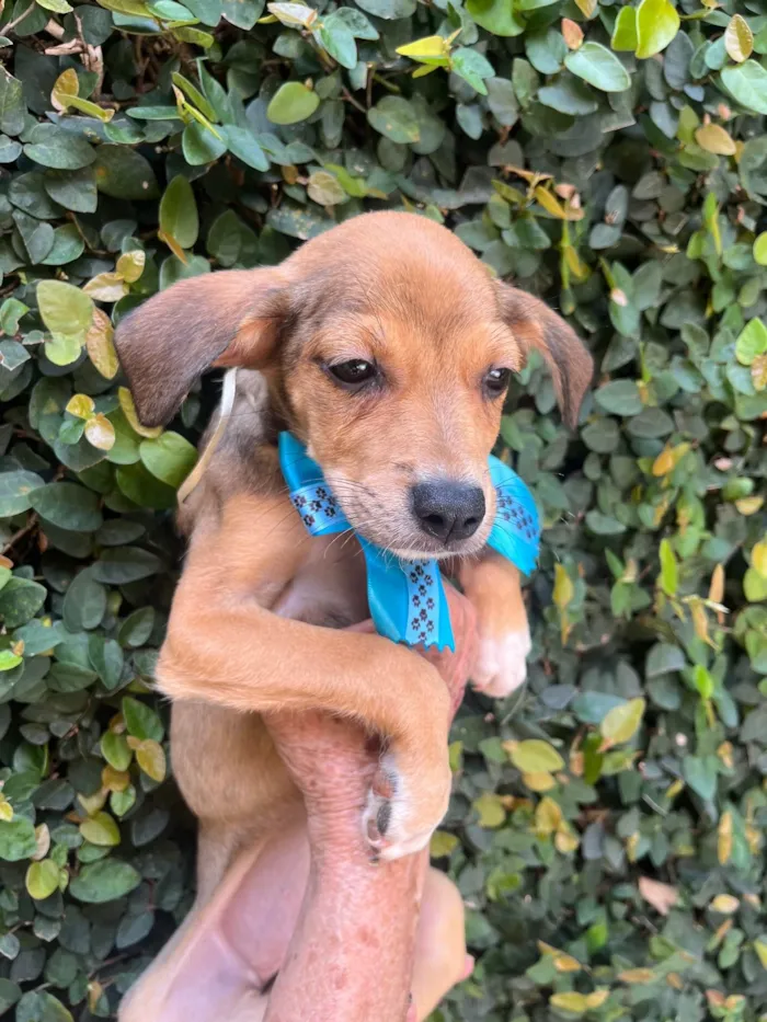 Cachorro ra a SRD-ViraLata idade 2 a 6 meses nome Ana Rita