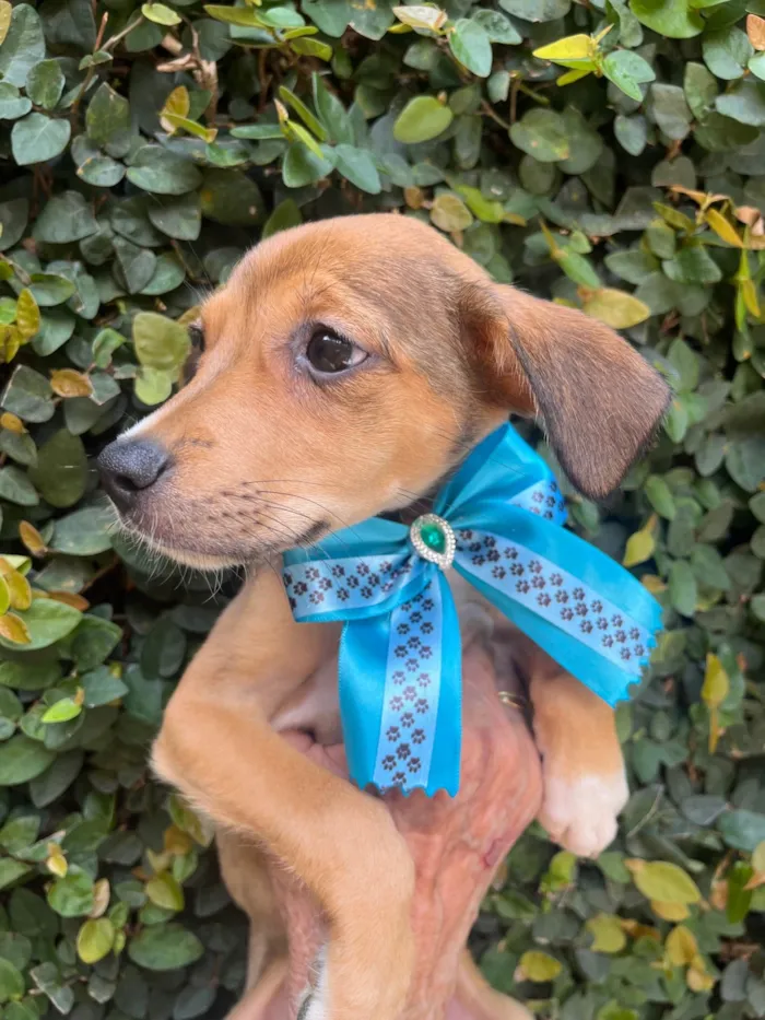 Cachorro ra a SRD-ViraLata idade 2 a 6 meses nome Ana Rita