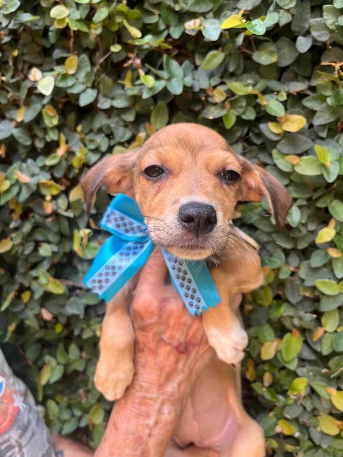 Cachorro ra a SRD-ViraLata idade 2 a 6 meses nome Ana Rita