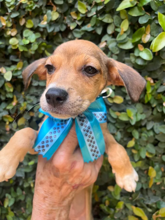 Cachorro ra a SRD-ViraLata idade 2 a 6 meses nome Ana Rita