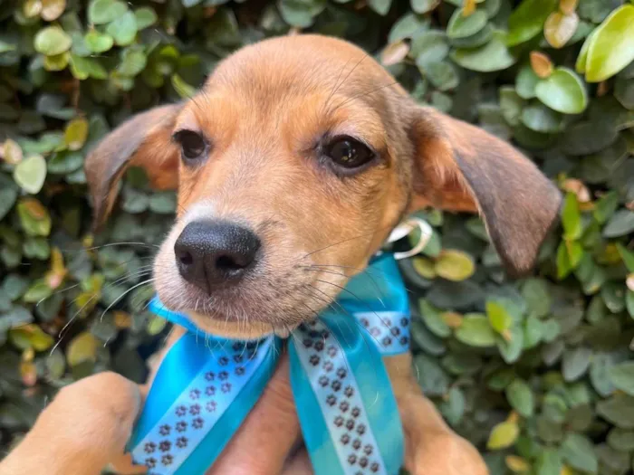 Cachorro ra a SRD-ViraLata idade 2 a 6 meses nome Ana Rita