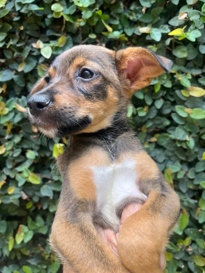 Cachorro ra a SRD-ViraLata idade 2 a 6 meses nome Ana Maria
