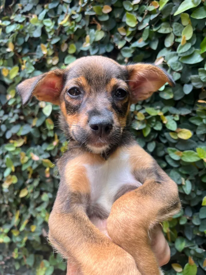 Cachorro ra a SRD-ViraLata idade 2 a 6 meses nome Ana Maria