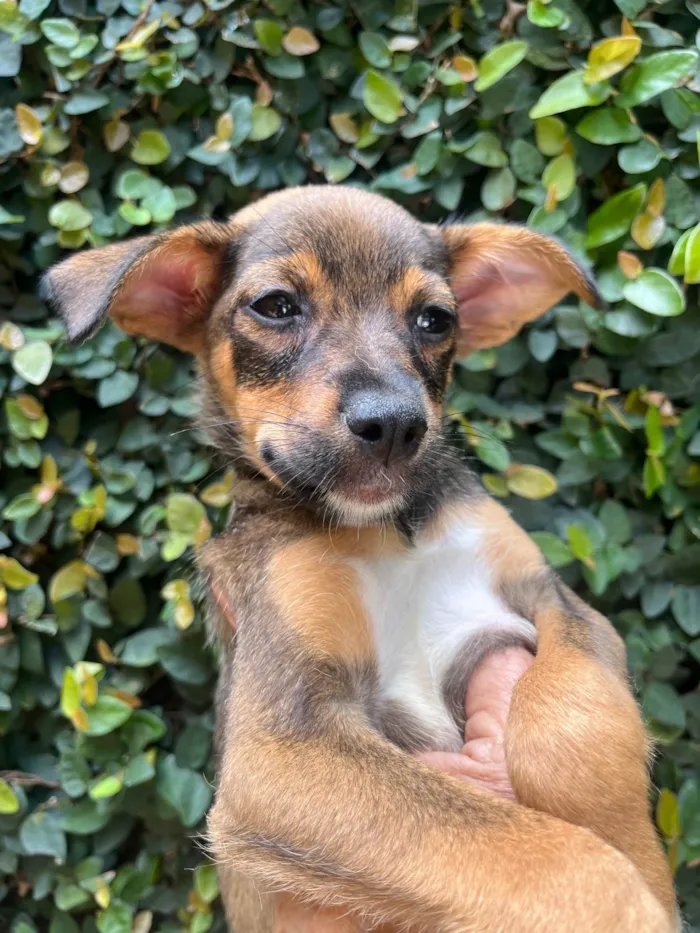 Cachorro ra a SRD-ViraLata idade 2 a 6 meses nome Ana Maria