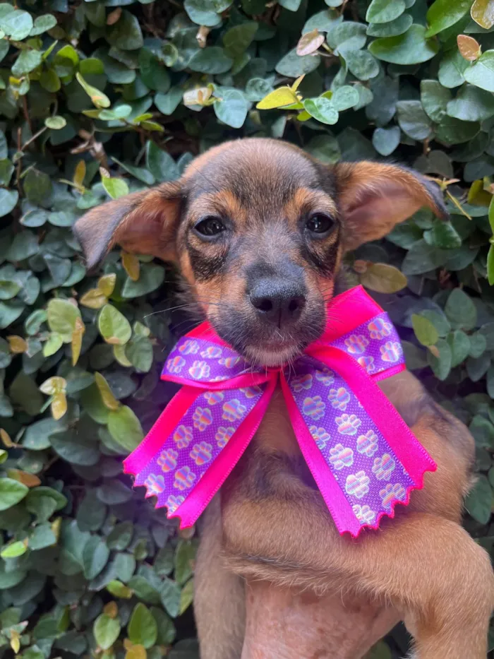 Cachorro ra a SRD-ViraLata idade 2 a 6 meses nome Ana Maria