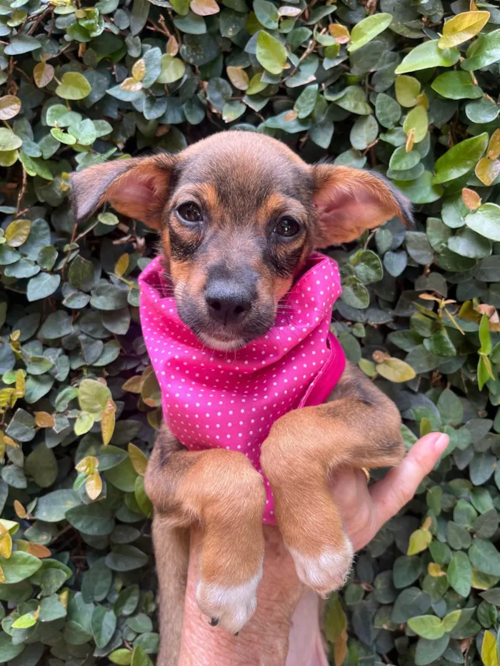 Cachorro ra a SRD-ViraLata idade 2 a 6 meses nome Ana Maria