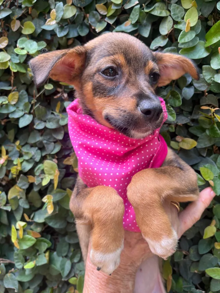 Cachorro ra a SRD-ViraLata idade 2 a 6 meses nome Ana Maria