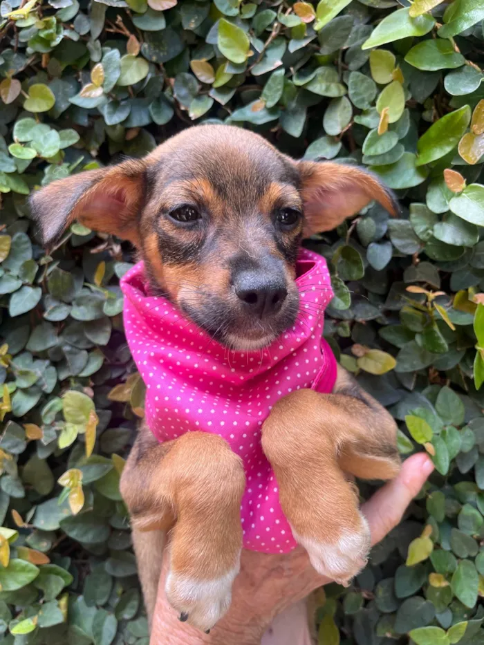 Cachorro ra a SRD-ViraLata idade 2 a 6 meses nome Ana Maria