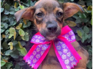 Cachorro raça SRD-ViraLata idade 2 a 6 meses nome Ana Maria