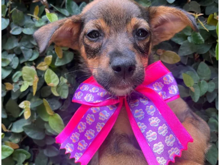 Cachorro ra a SRD-ViraLata idade 2 a 6 meses nome Ana Maria