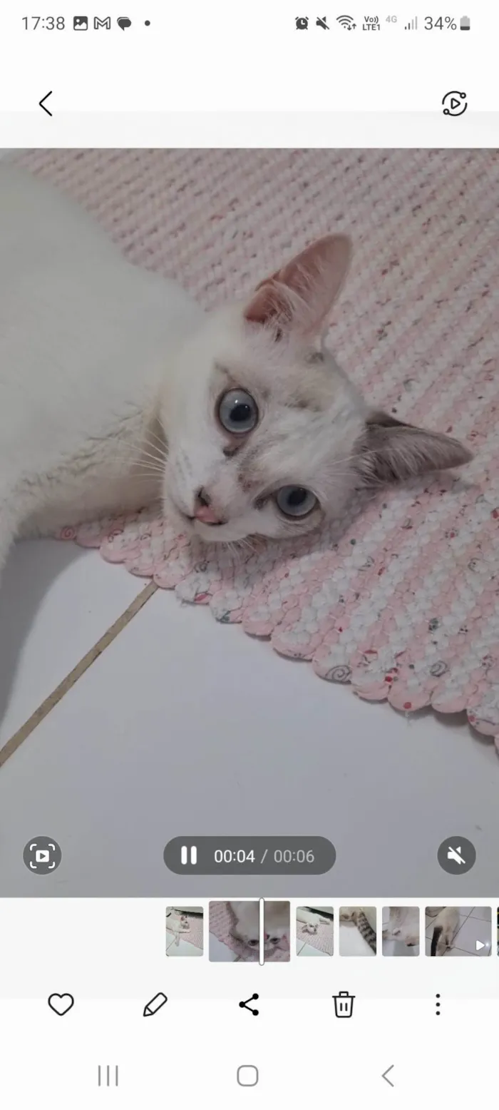 Gato ra a SRD-ViraLata idade 2 a 6 meses nome Kid