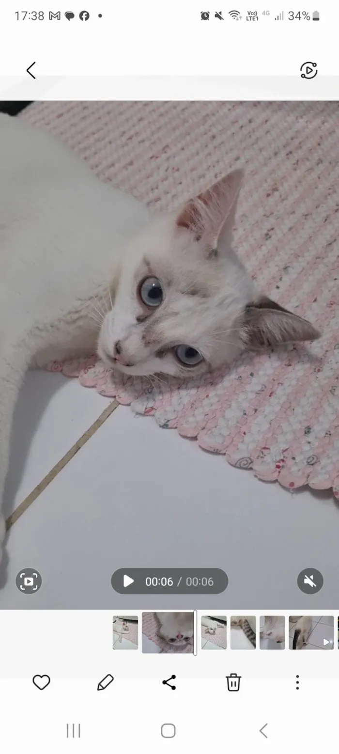 Gato ra a SRD-ViraLata idade 2 a 6 meses nome Kid